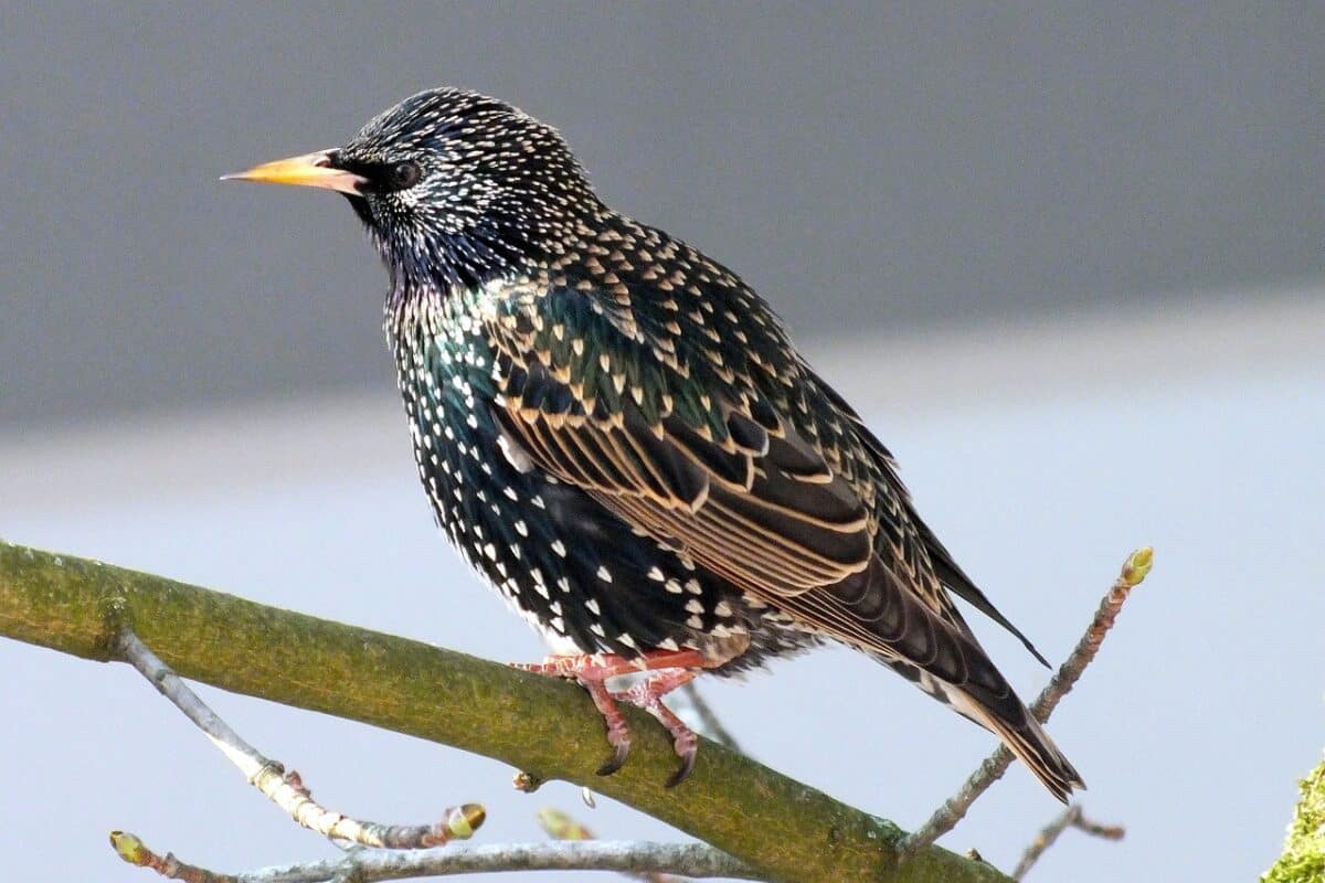tourneau Sansonnet Sturnus Vulgaris Oiseaux Du Jardin tourneau Sansonnet Sturnus Vulgaris Oiseaux Du Jardin